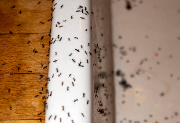 Best Best Pest Control Companies  in Briarcliff Manor, NY