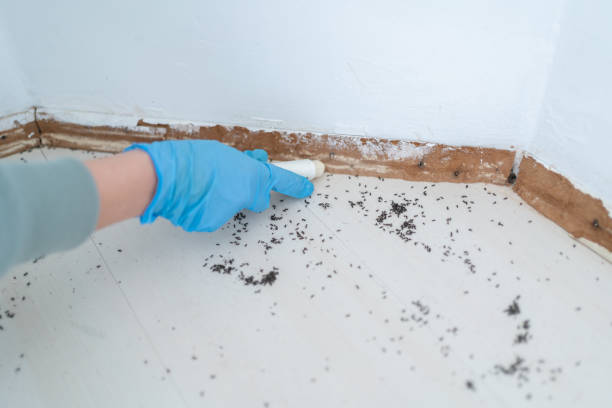 Best Rat Extermination Near Me  in Briarcliff Manor, NY