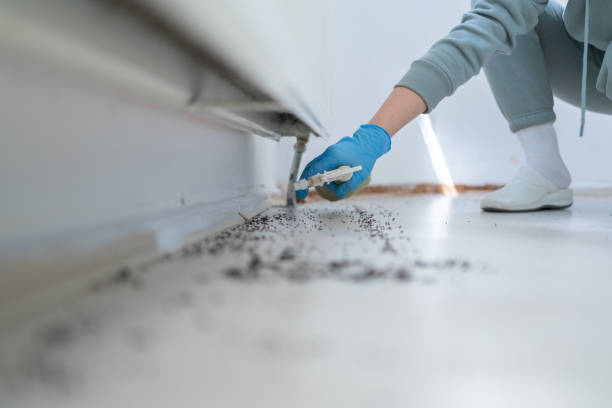 Best Flea Control Services  in Briarcliff Manor, NY
